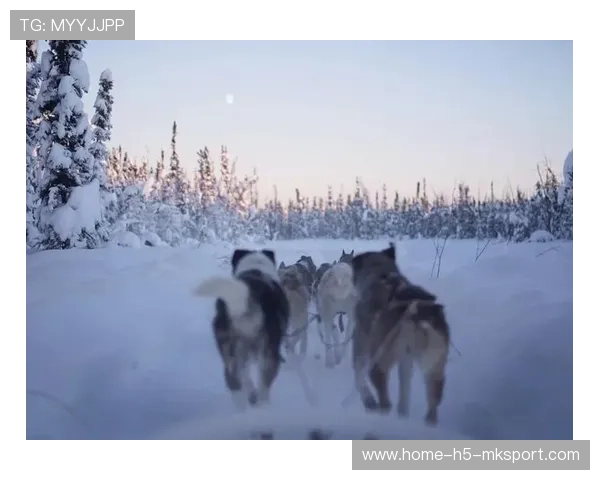 雪橇锦标：俄罗斯队稳居金牌，冲击纪录！，俄罗斯雪橇犬